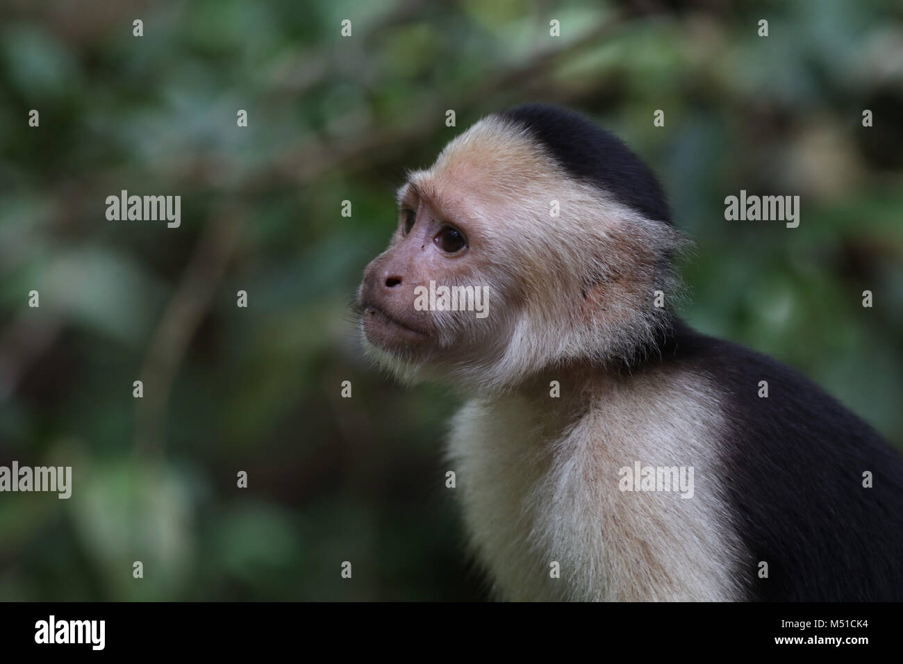 White Face Monkey Osa Peninsula Costa Rica Stock Photo - Alamy