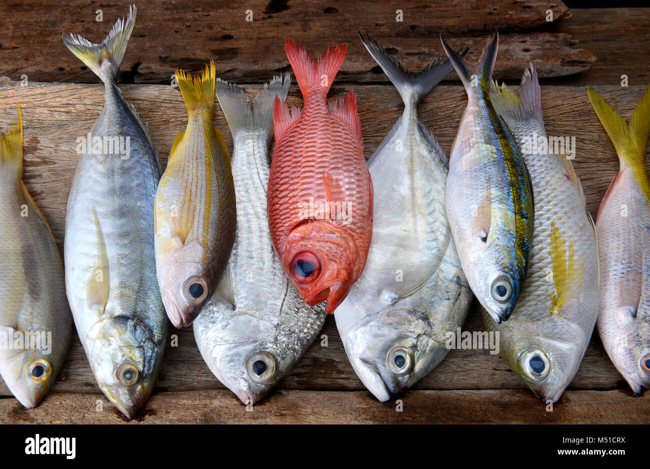 mix colorful fresh fishes from fishery market on wooden plate Stock ...