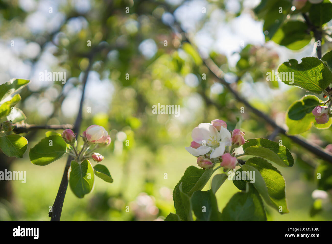 pink flowers on apple tree in warm summer day, shallow focus Stock