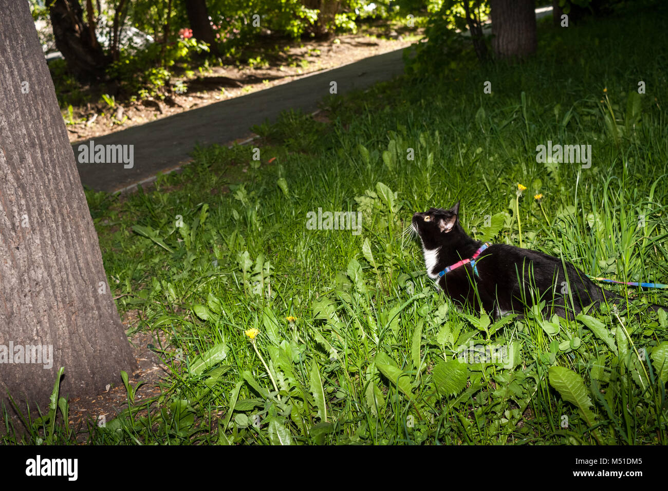 Black and white cat walking among green grass on the harness at urban ...