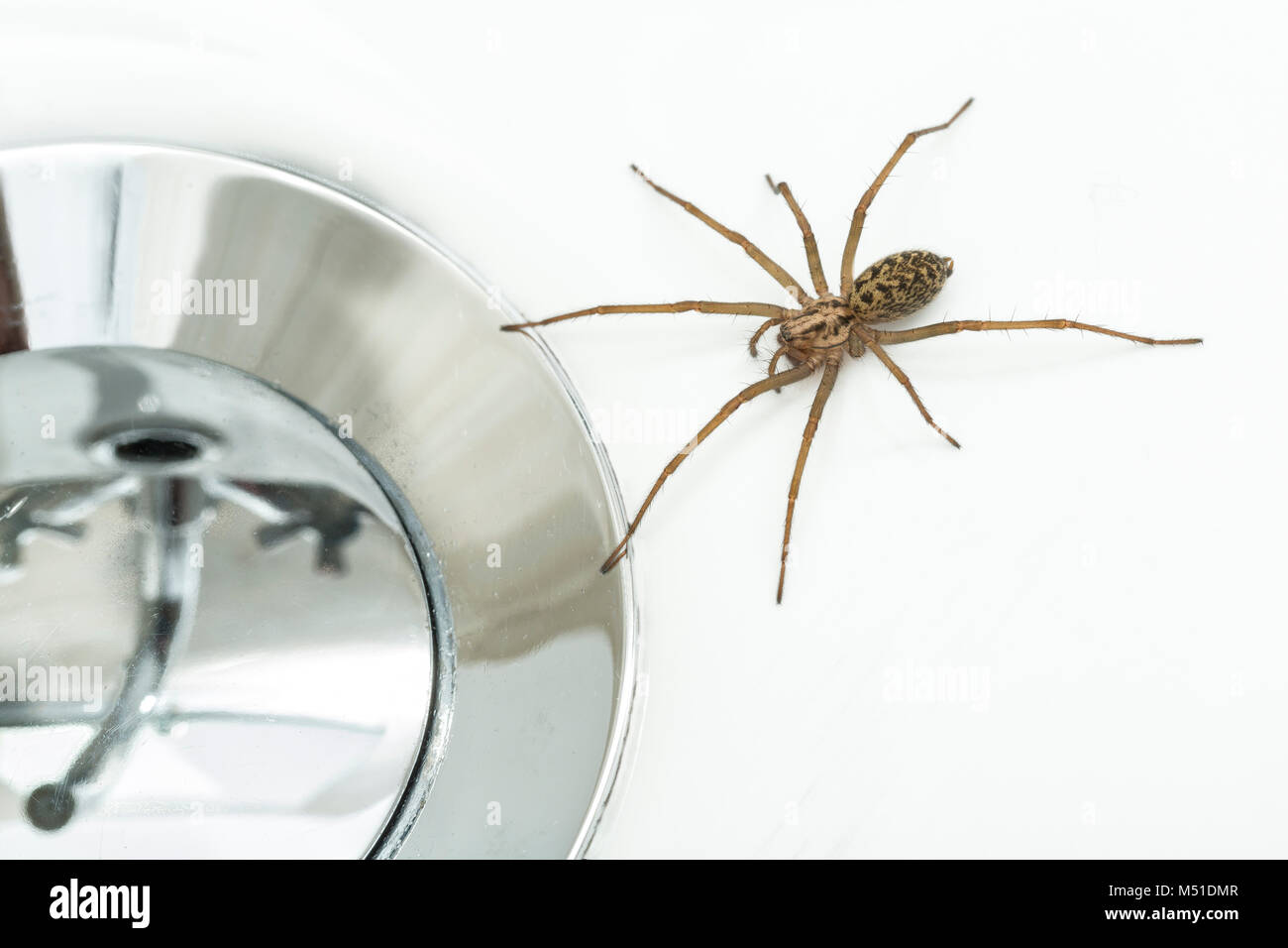 House Spider, Tegenaria gigantea/saeva, trapped in a wash-basin.  Monmouthshire, February. (The two species are physically indistinguishable.) Stock Photo
