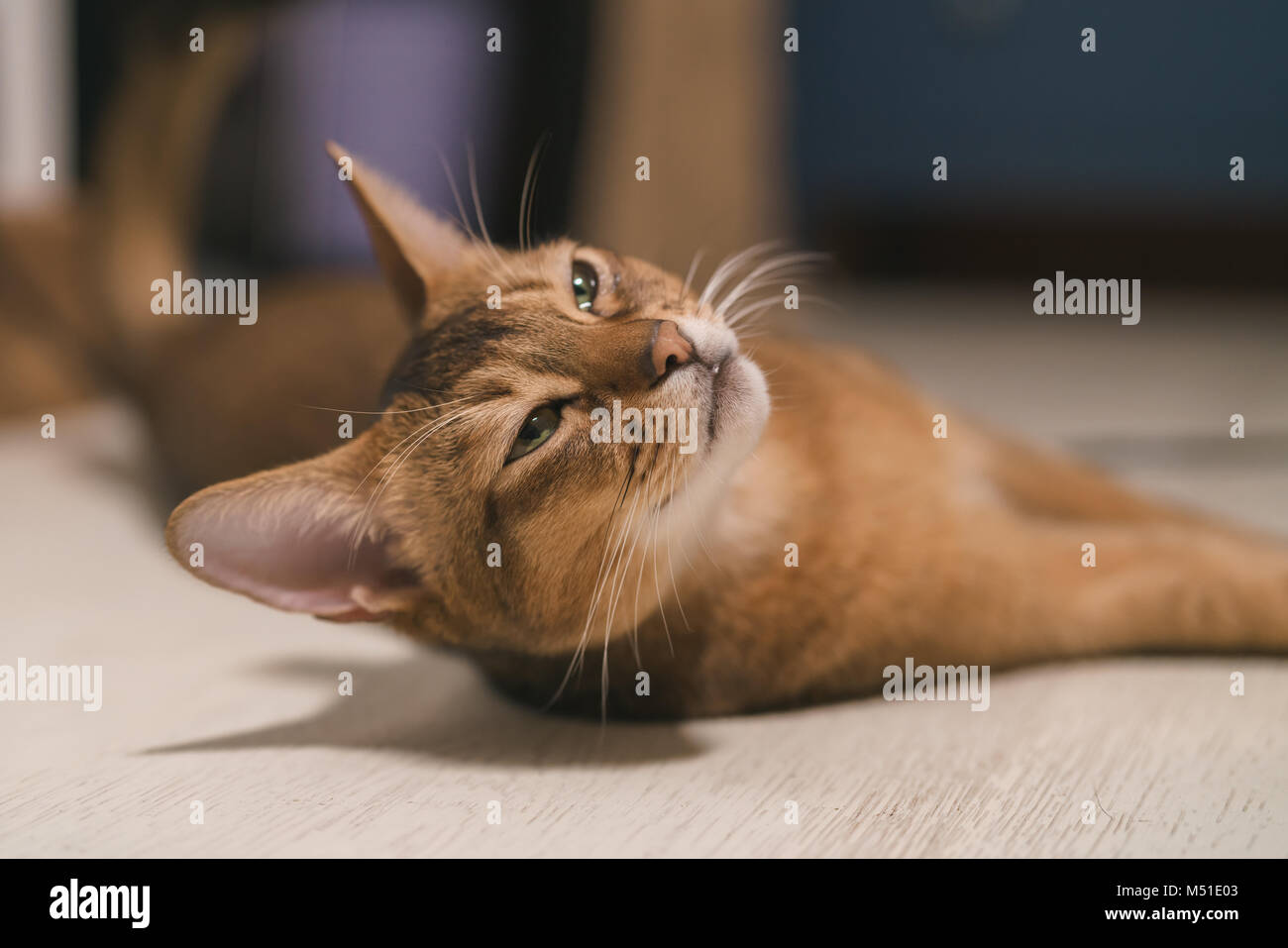Abyssinian cat lying down hi-res stock photography and images - Alamy