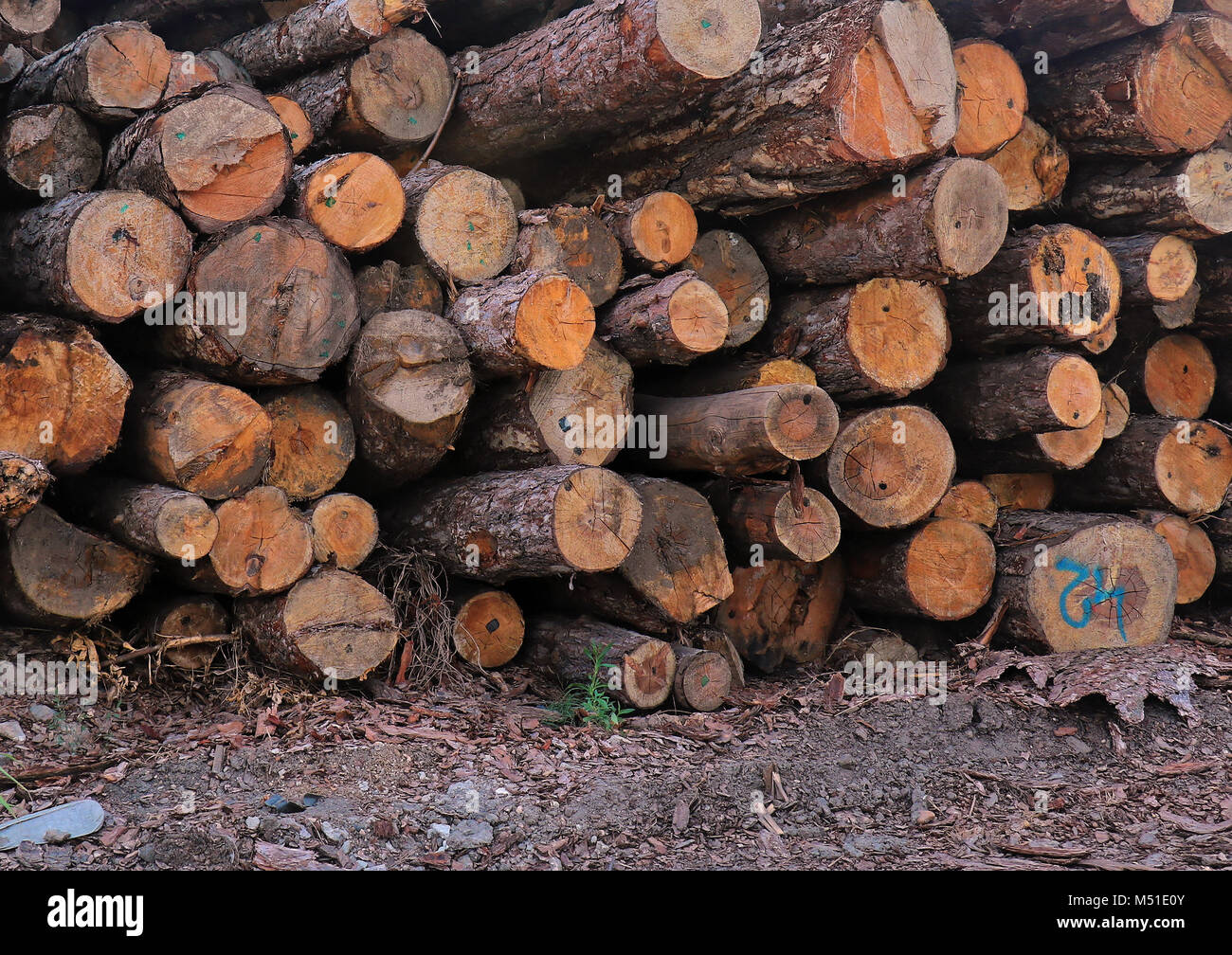 Pile cut tree hi-res stock photography and images - Alamy