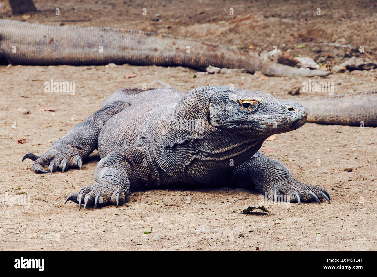Predators Komodo Dragon, large lizard, with deadly poisonous bite at Komodo  Island, Indonesia Stock Photo - Alamy