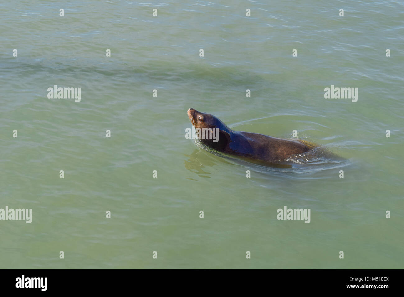 Seal is swimming in the ocean in front of Pier39 in San Francisco Stock Photo