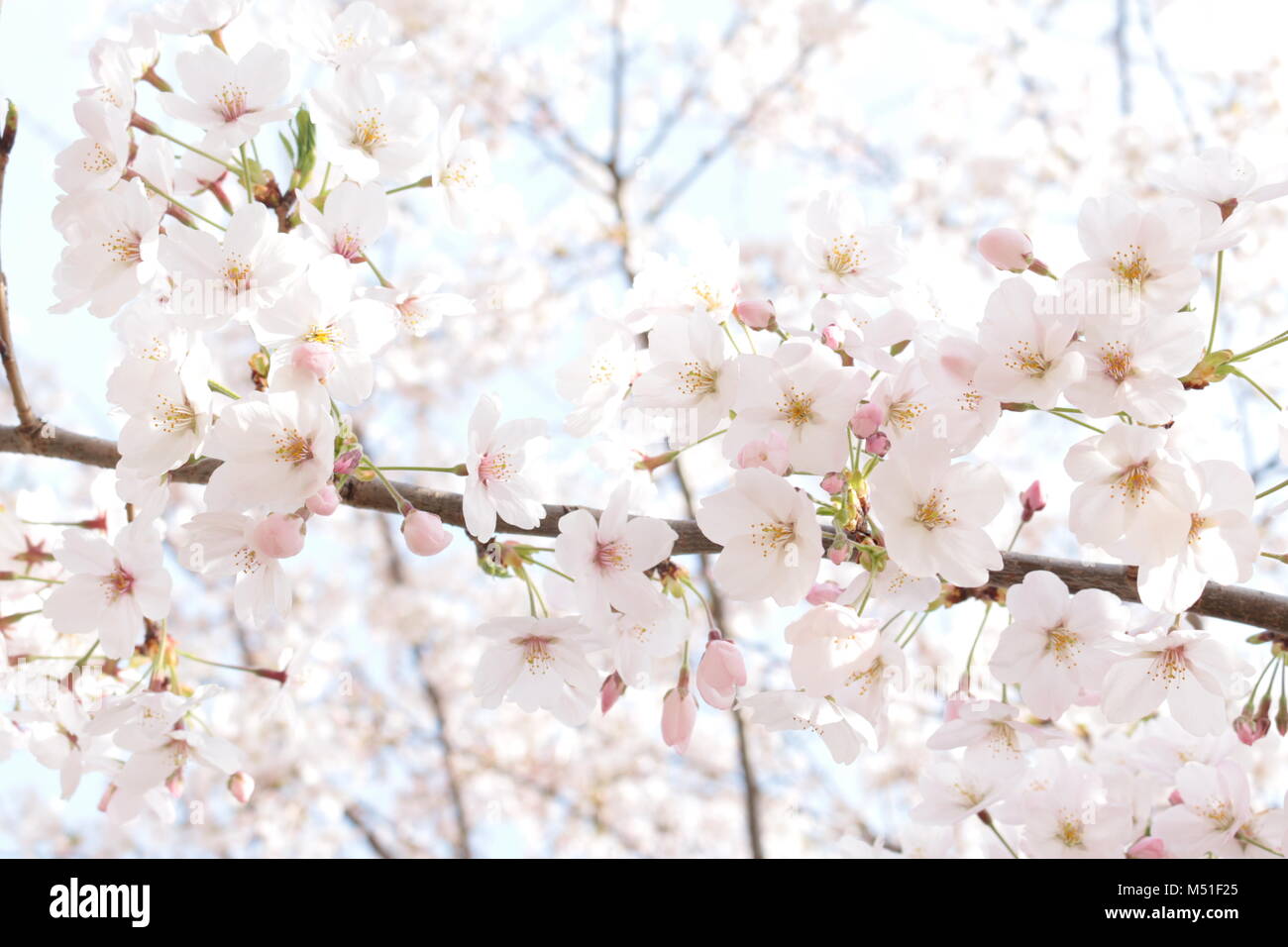 the dreamy sakura (cherry blossom Stock Photo - Alamy