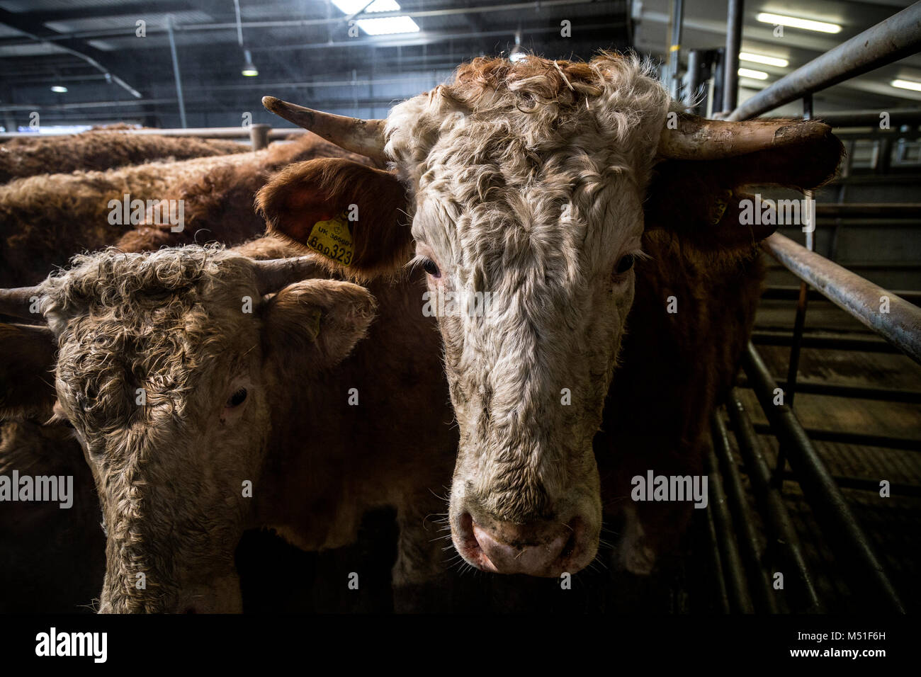 Cattle in large farm building,cattle market. hay, or straw or for housing livestock.Large ruminant animals with horns and cloven hoofs, domesticated, Stock Photo
