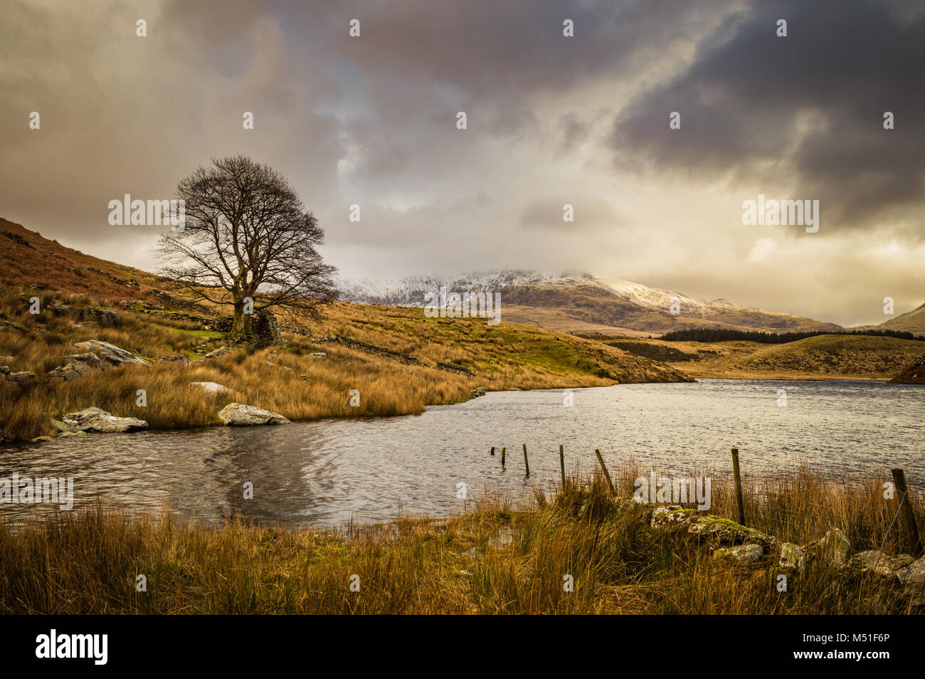 A lone tree by Llyn Y Dywarchen in the Snowdonia National Park, with Mount Snowdon in the distance. Stock Photo