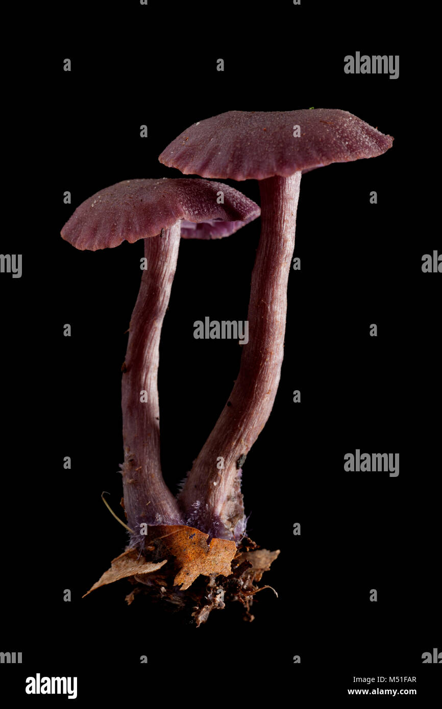 Studio picture of two amethyst deceiver toadstools, Laccaria amethystina, on a black background. Dorset England UK GB Stock Photo