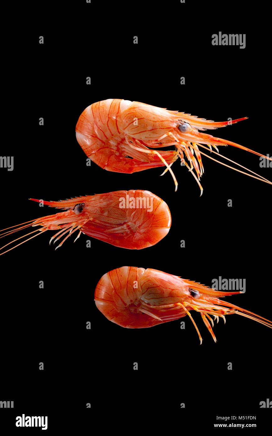 Three cooked boiled common prawns, Palaemon serratus, that were caught in a prawn trap lowered off a pier. Dorset England UK GB. Black background. Stock Photo