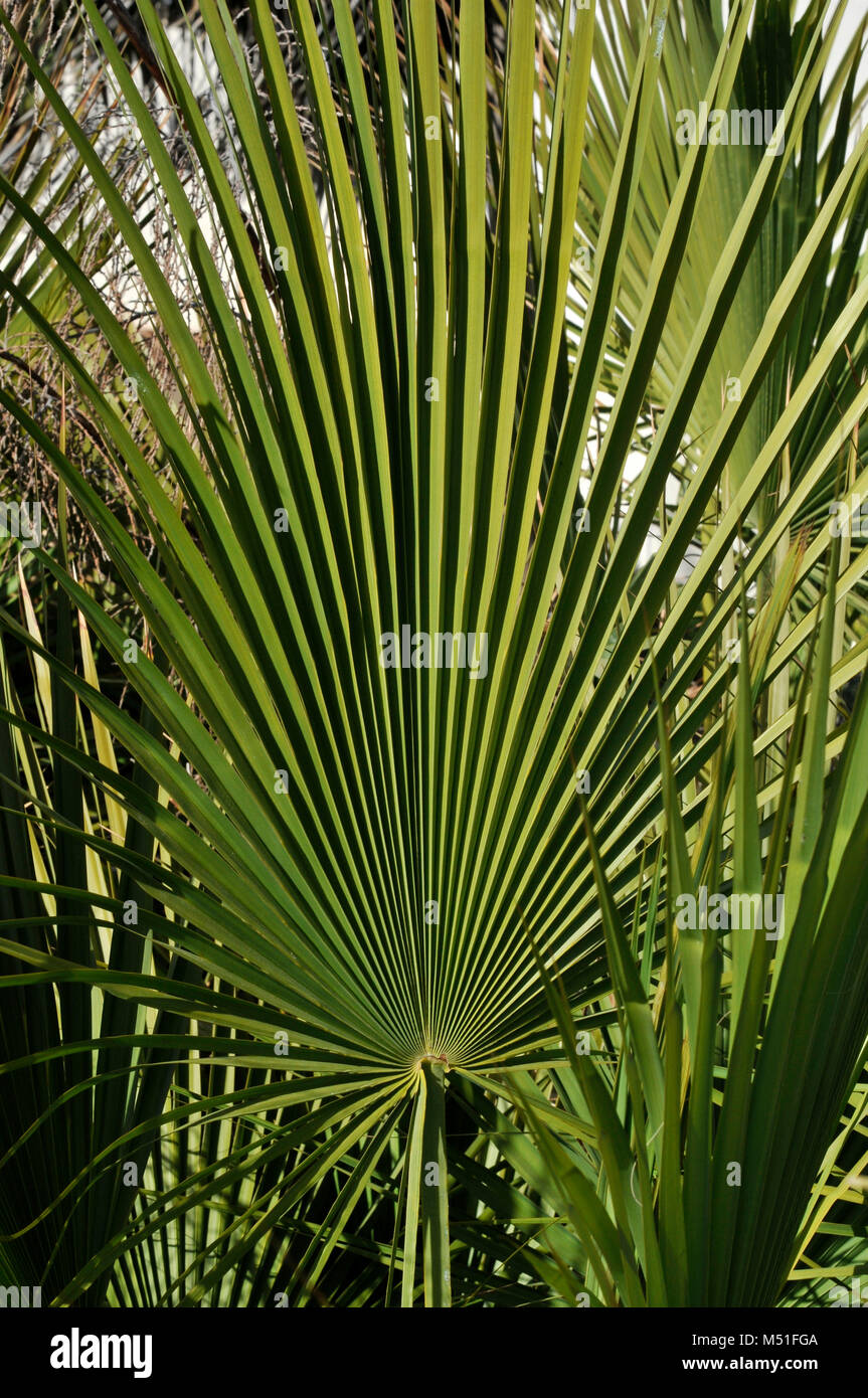 Palm tree leaf Stock Photo Alamy