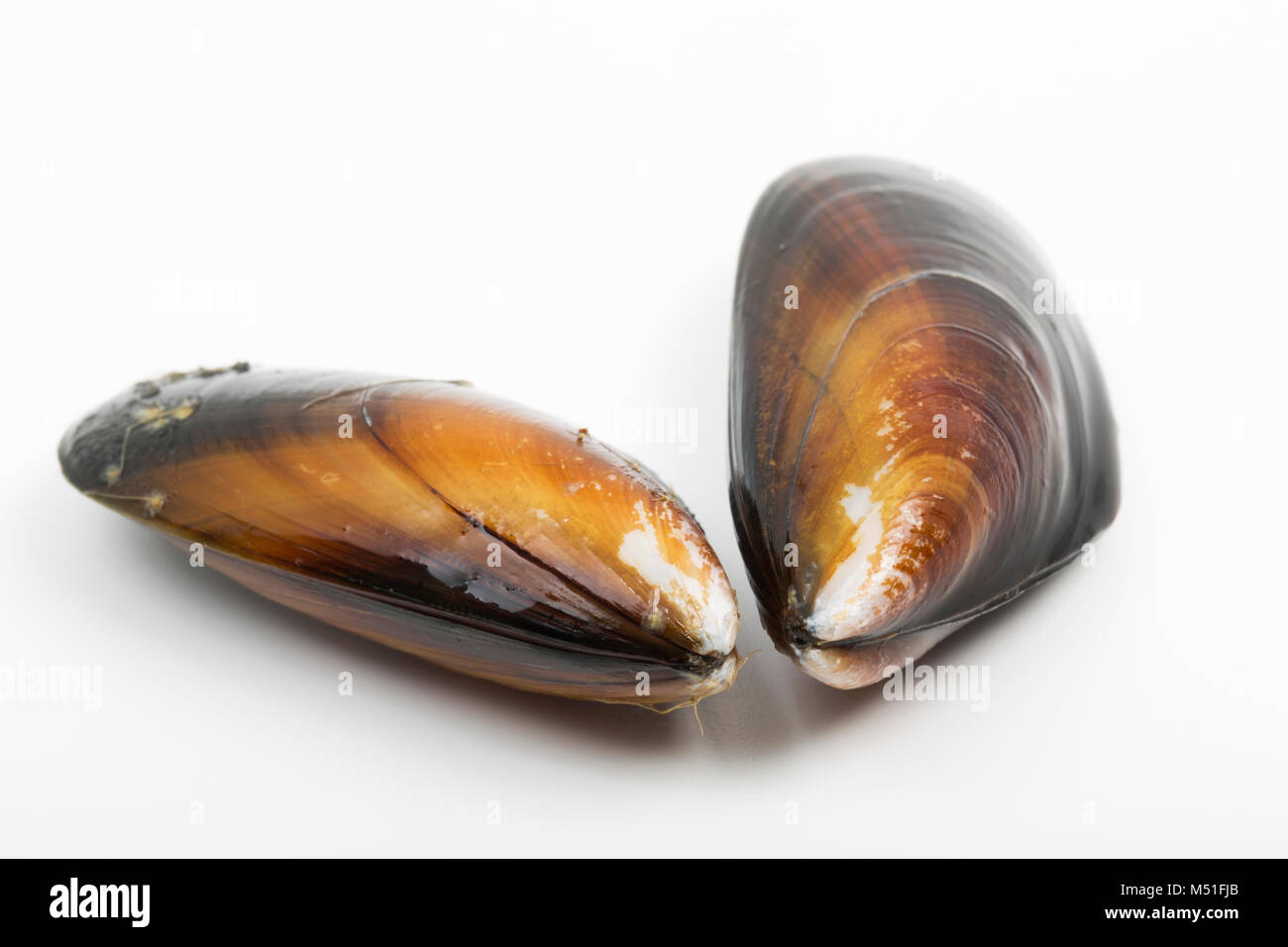 Our rope grown mussels hires stock photography and images Alamy