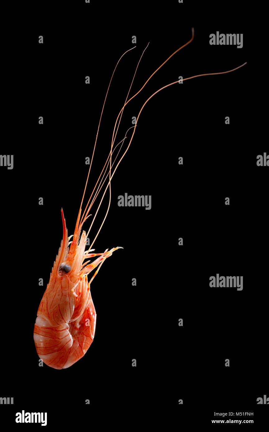 A single, boiled cooked common prawn, Palaemon serratus that was caught in a prawn trap lowered off a pier. Dorset England UK GB. Black background Stock Photo