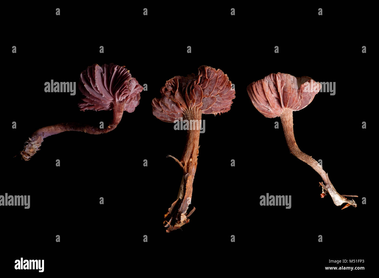 Studio picture of three amethyst deceiver toadstools, Laccaria amethystina. Dorset England UK GB on a black background Stock Photo