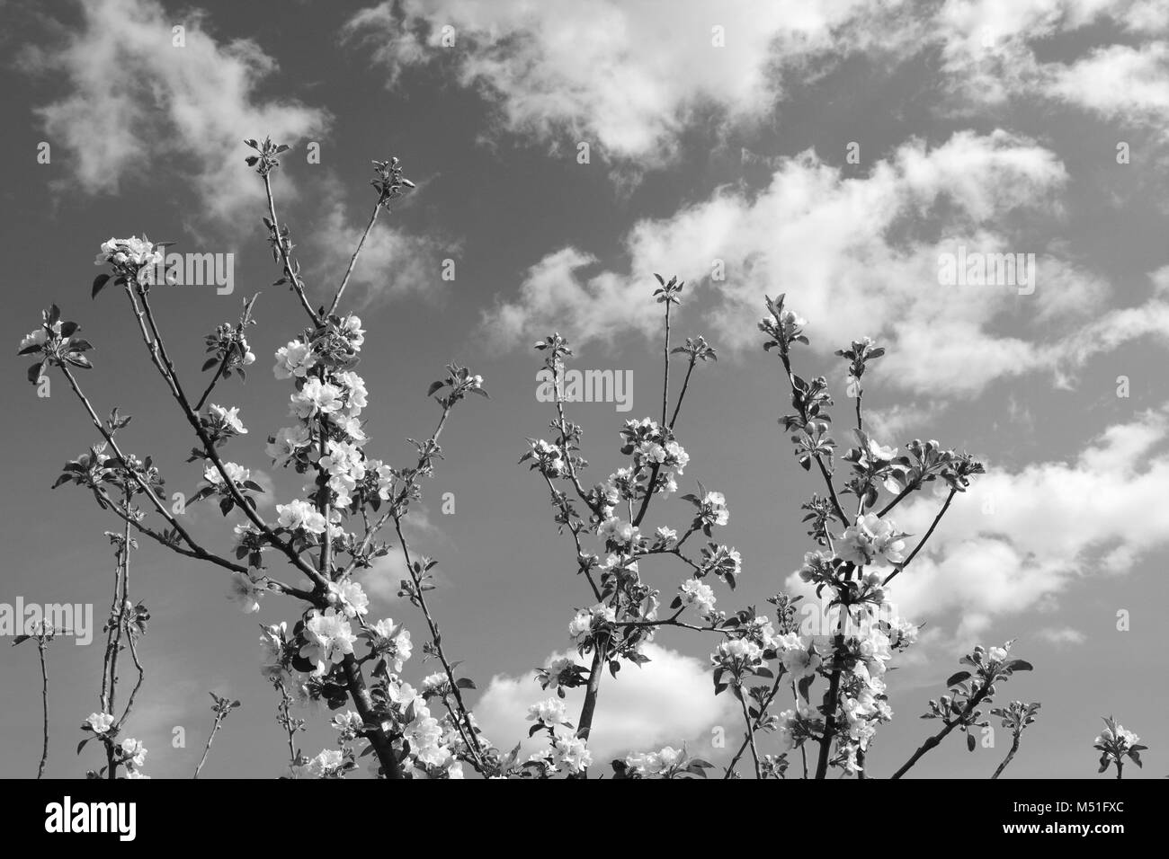 Crown of apple tree branches with white blossom flowers reach up to springtime sky with white clouds - monochrome processing Stock Photo
