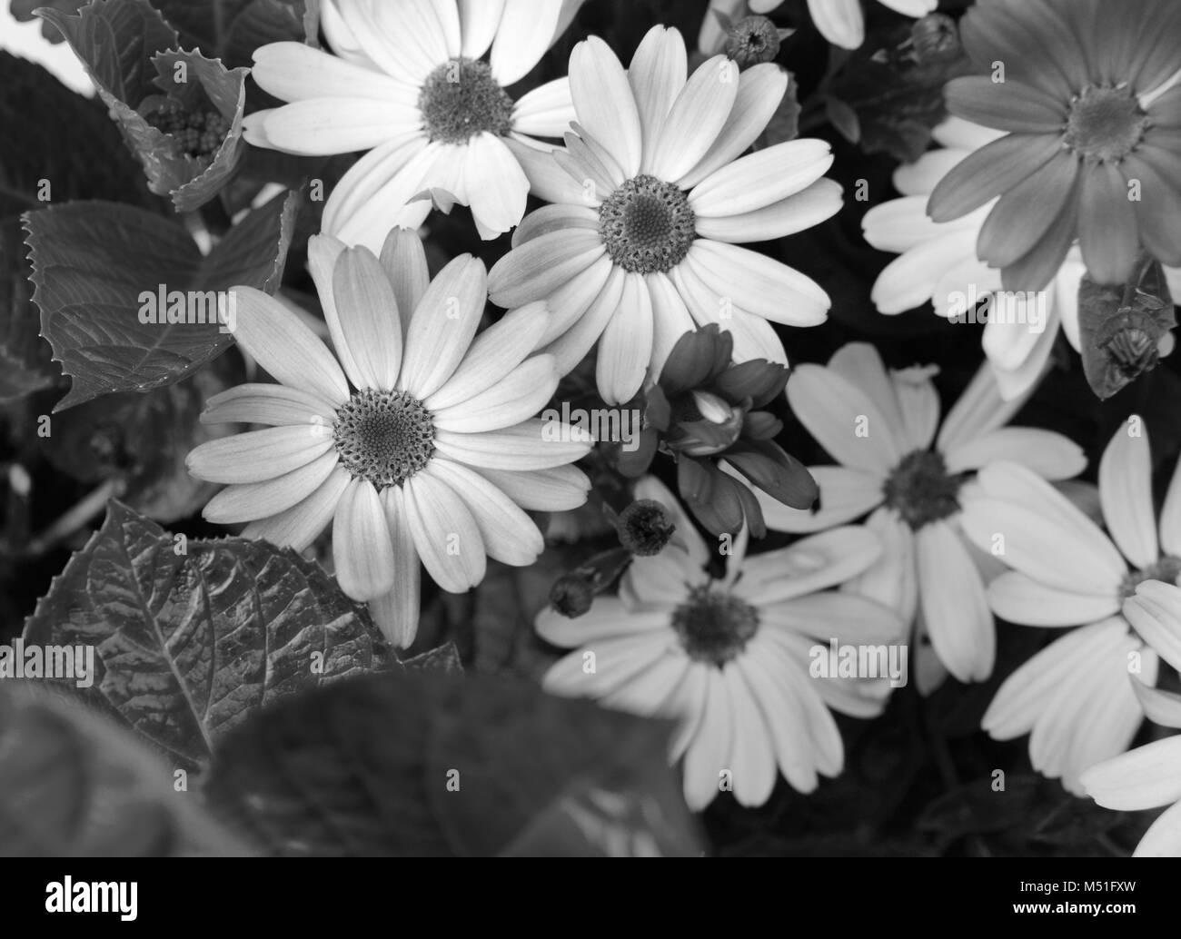 African daisies in different shades crowd together; hydrangea foliage