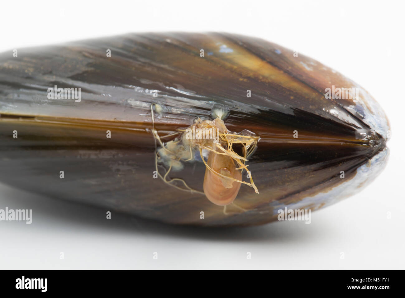 Mussel from supermarket hires stock photography and images Alamy