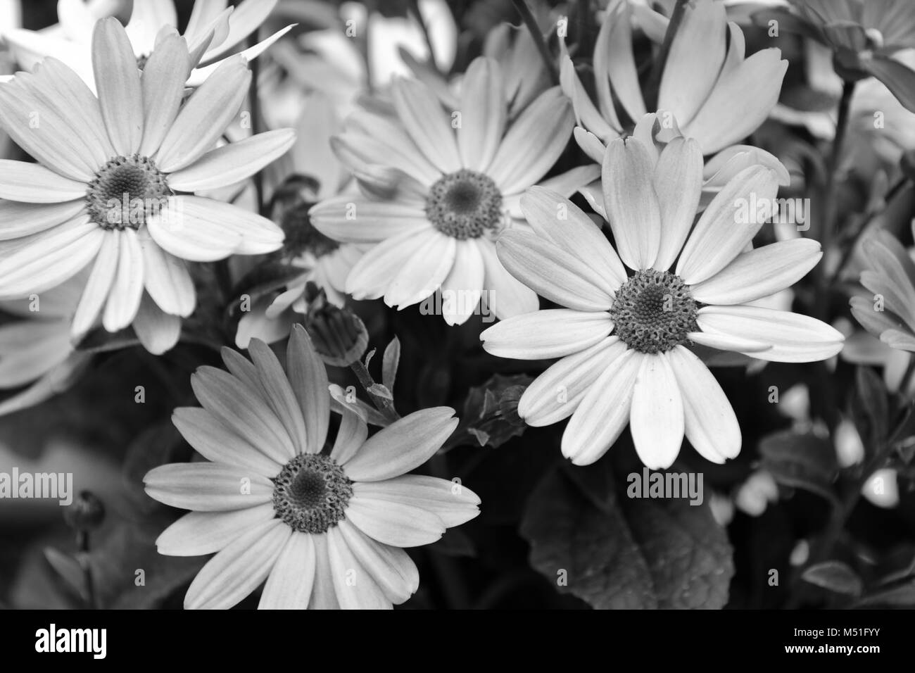 Four petals Black and White Stock Photos & Images Alamy