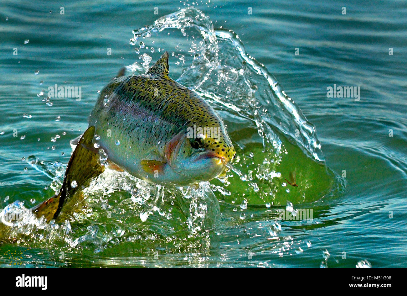Rainbow trout leaps out of the water for a fly. Stock Photo