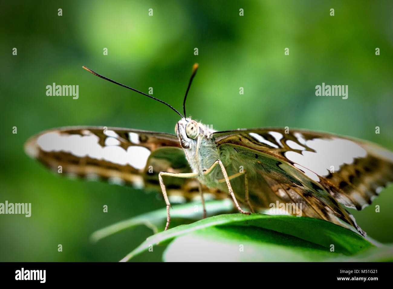 macro moth Stock Photo