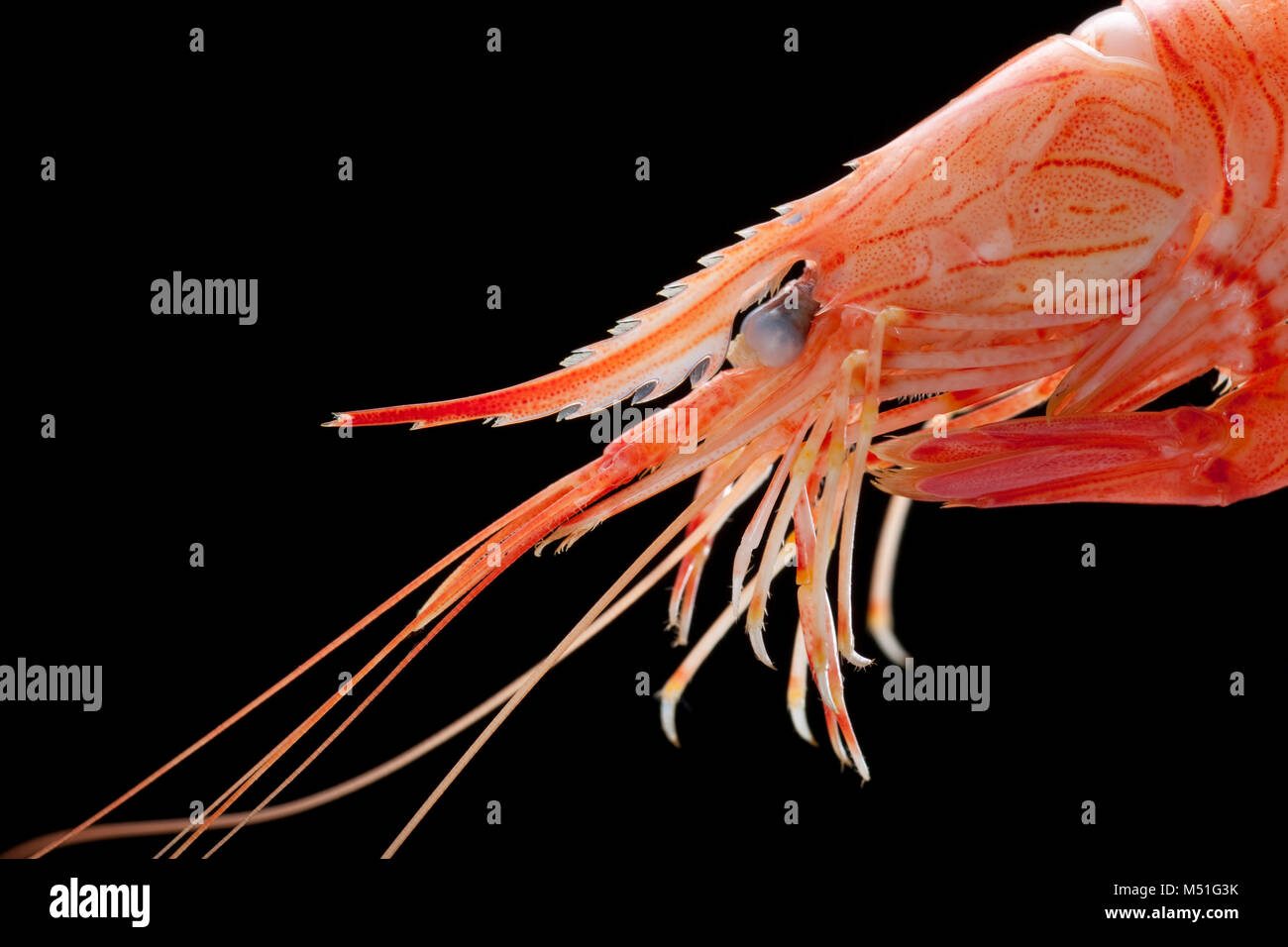 A Cooked boiled common prawn, Palaemon serratus that was caught in a prawn trap lowered off a pier. Dorset England UK GB. Black background. Stock Photo