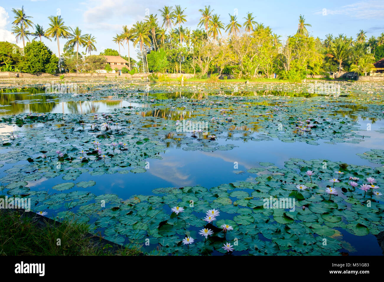 Water lillies on the incorrectly named 'Lotus Pond' after sunrise, Candidasa,, Bali, Indonesia. Stock Photo