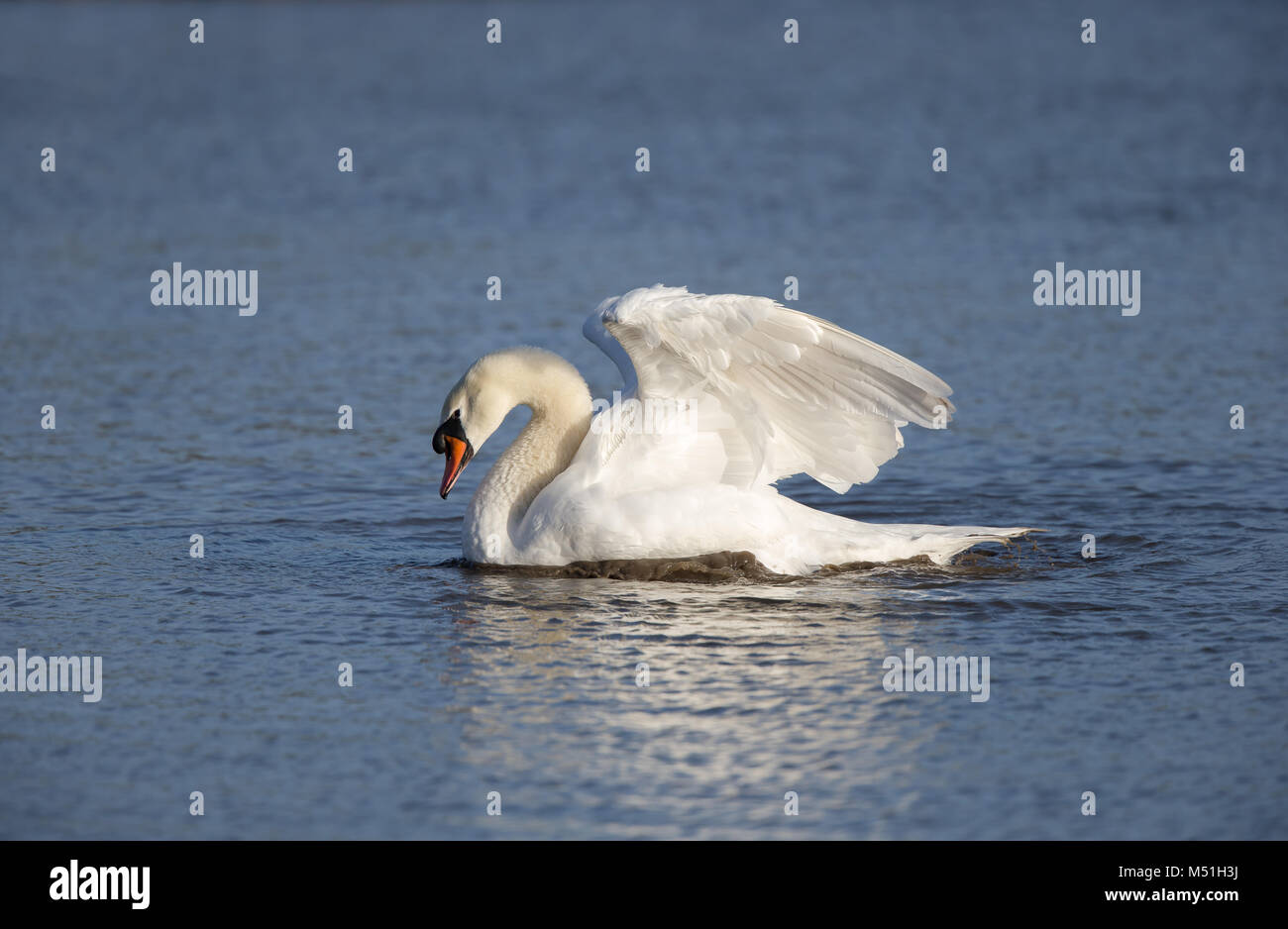 Side view of UK mute swan (Cygnus olor) isolated in sunshine gliding on rippled water, beautiful angel wings held high in the air, head lowered. Stock Photo