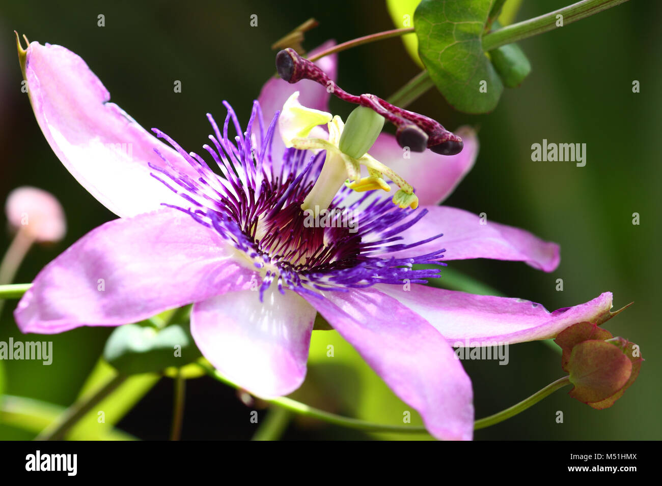 Purple passion flower latin name passiflora Stock Photo