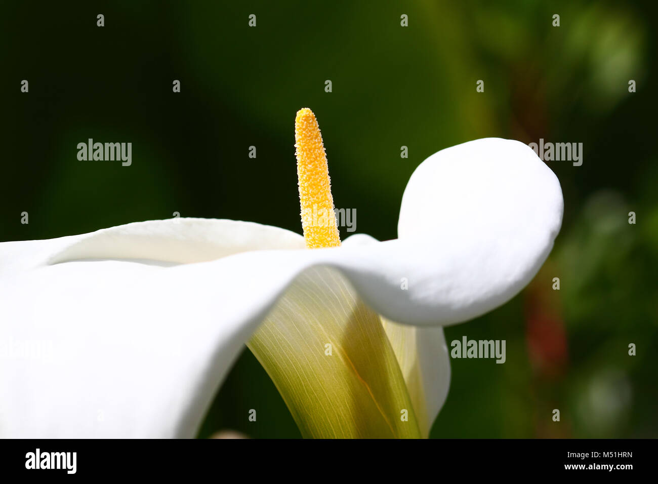 White arum lily Stock Photo Alamy