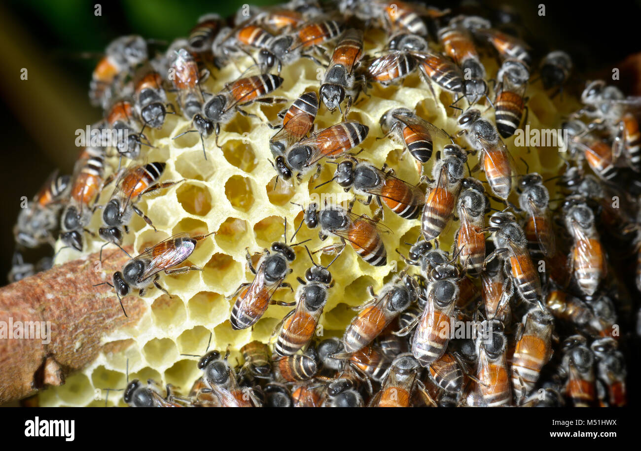 Healthy group of honey bees hi-res stock photography and images - Alamy