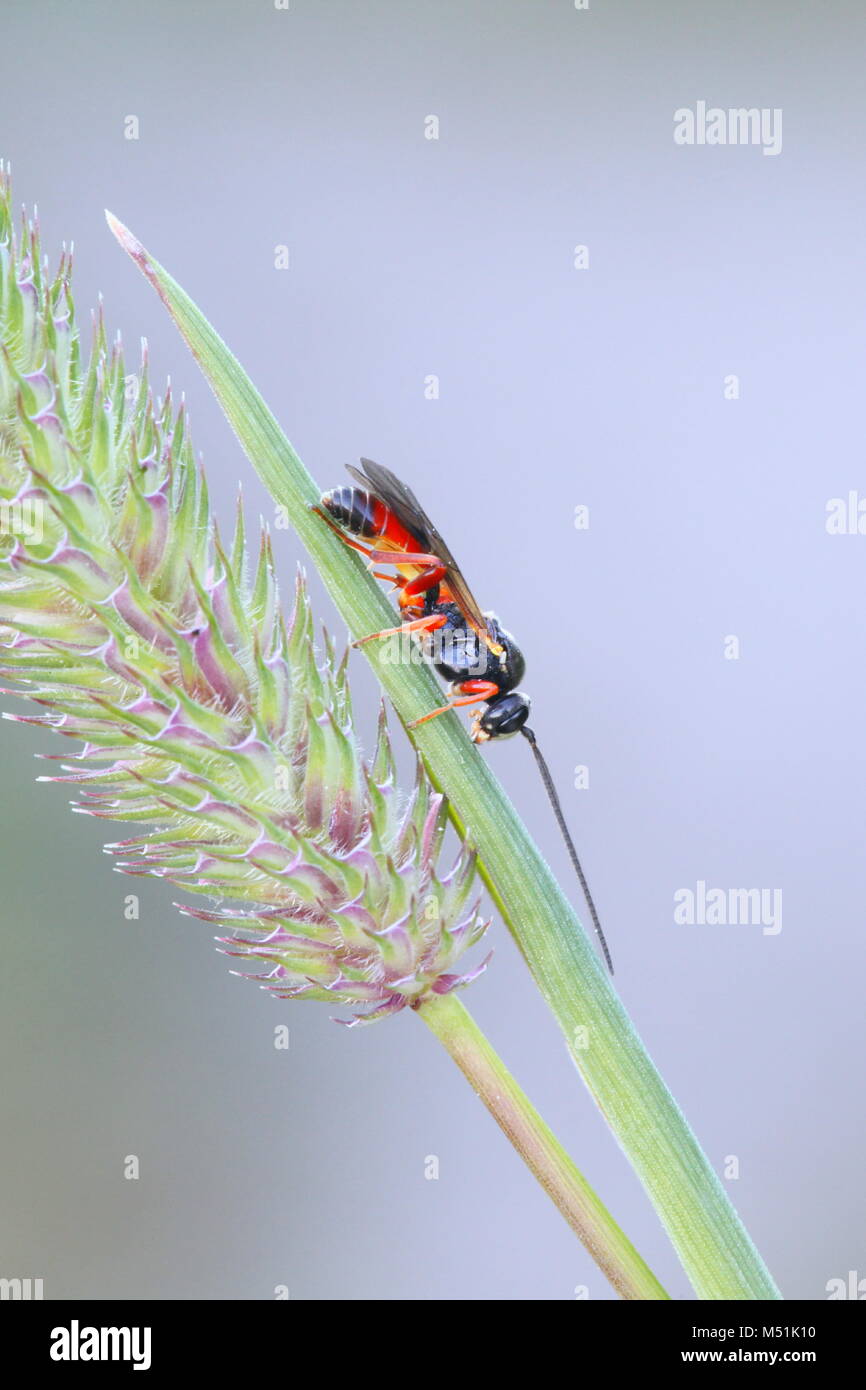 Wasp on Timothy grass Stock Photo