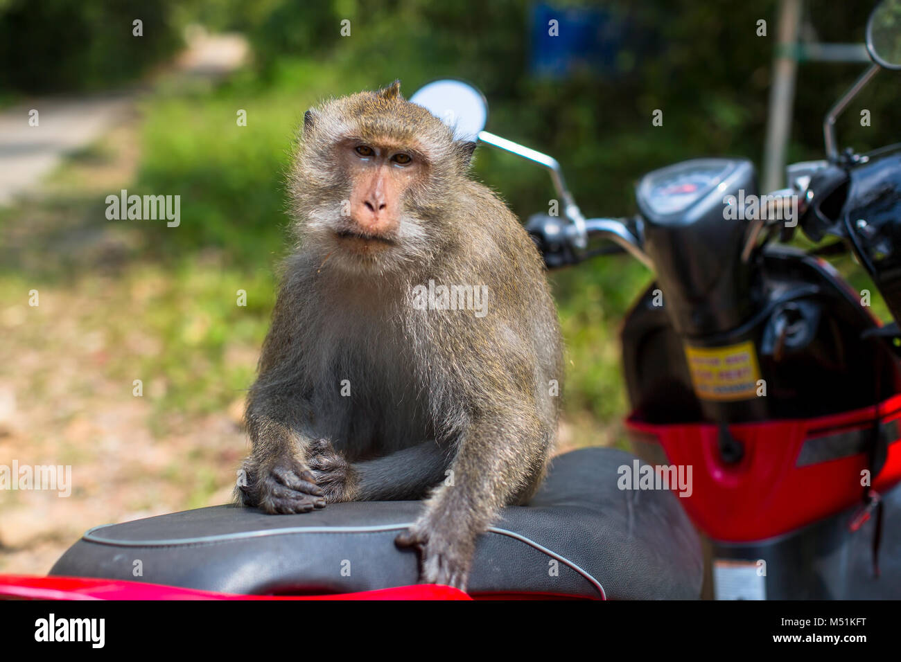 Monkey meme hi-res stock photography and images - Alamy