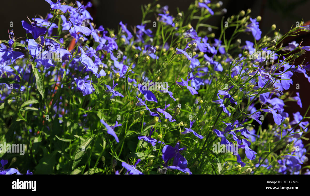 Blue Trailing Lobelia Sapphire flowers or Edging Lobelia, Garden Lobelia. Latin name is Lobelia Erinus 'Sapphire', native to South Africa, Malawi and  Stock Photo