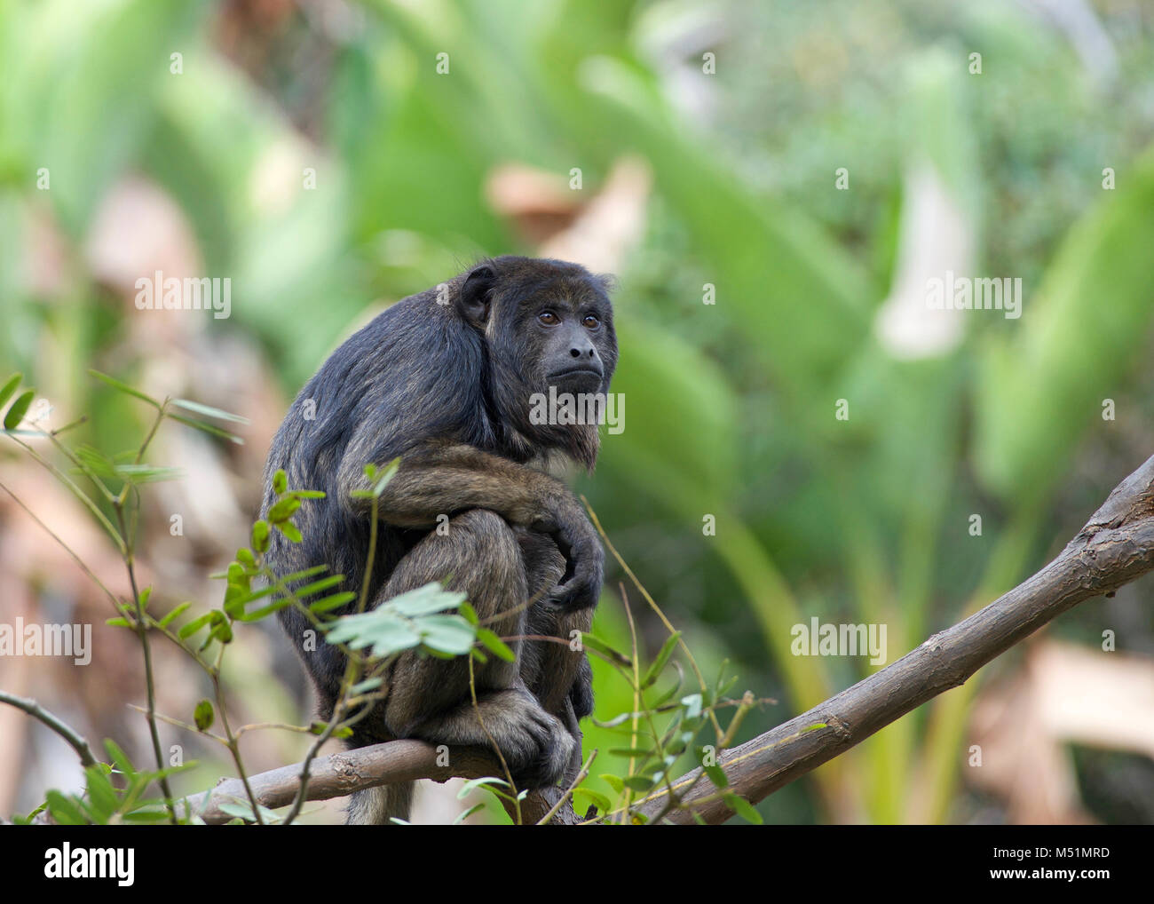 One black howler monkey in a palm tree looking around. Only the adult male is black; adult females and juveniles of both genders are overall whitish t Stock Photo