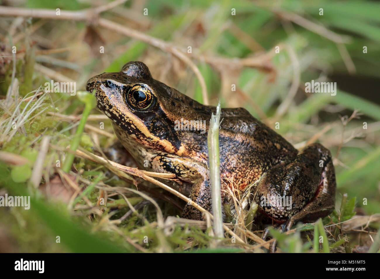 On a sunny spring day, a large Northern red-legged frog sits on the bank of a pond, partly camouflaged among a tangle of grasses and other vegetation. Stock Photo