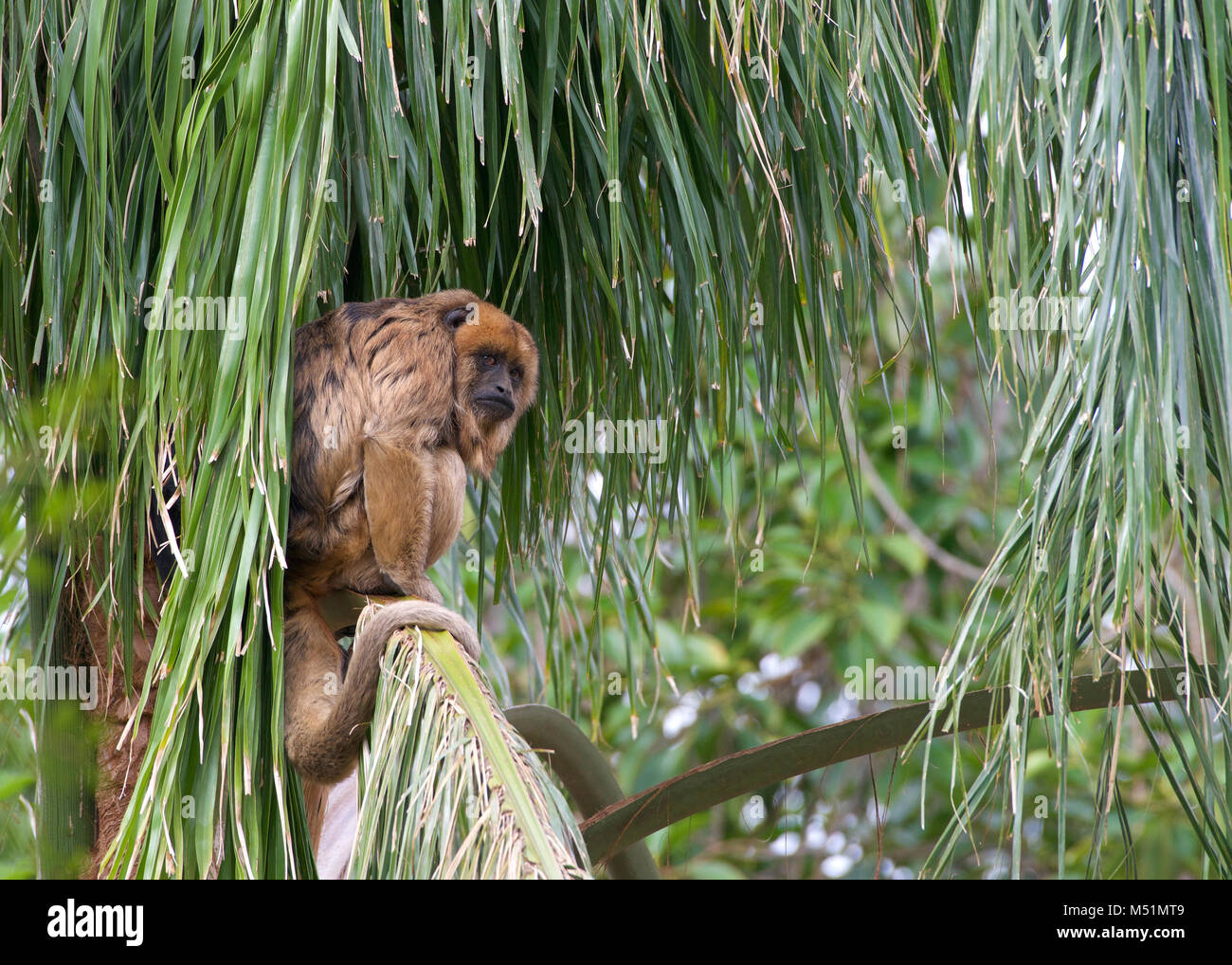 One black howler monkey in a palm tree looking around. Only the adult male is black; adult females and juveniles of both genders are overall whitish t Stock Photo