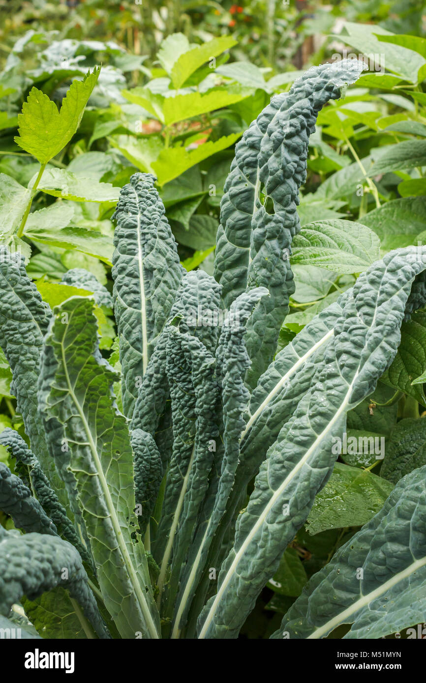 Tall, organic Tuscan kale (AKA Italian, Lacinato or Dinosaur kale) grows in a densely planted bed of diverse plants in a backyard food garden. Stock Photo