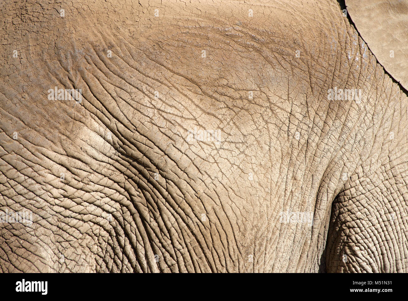 Side view close up of elephant hide. African elephants are listed as vulnerable by the International Union for Conservation of Nature (IUCN) while the Stock Photo