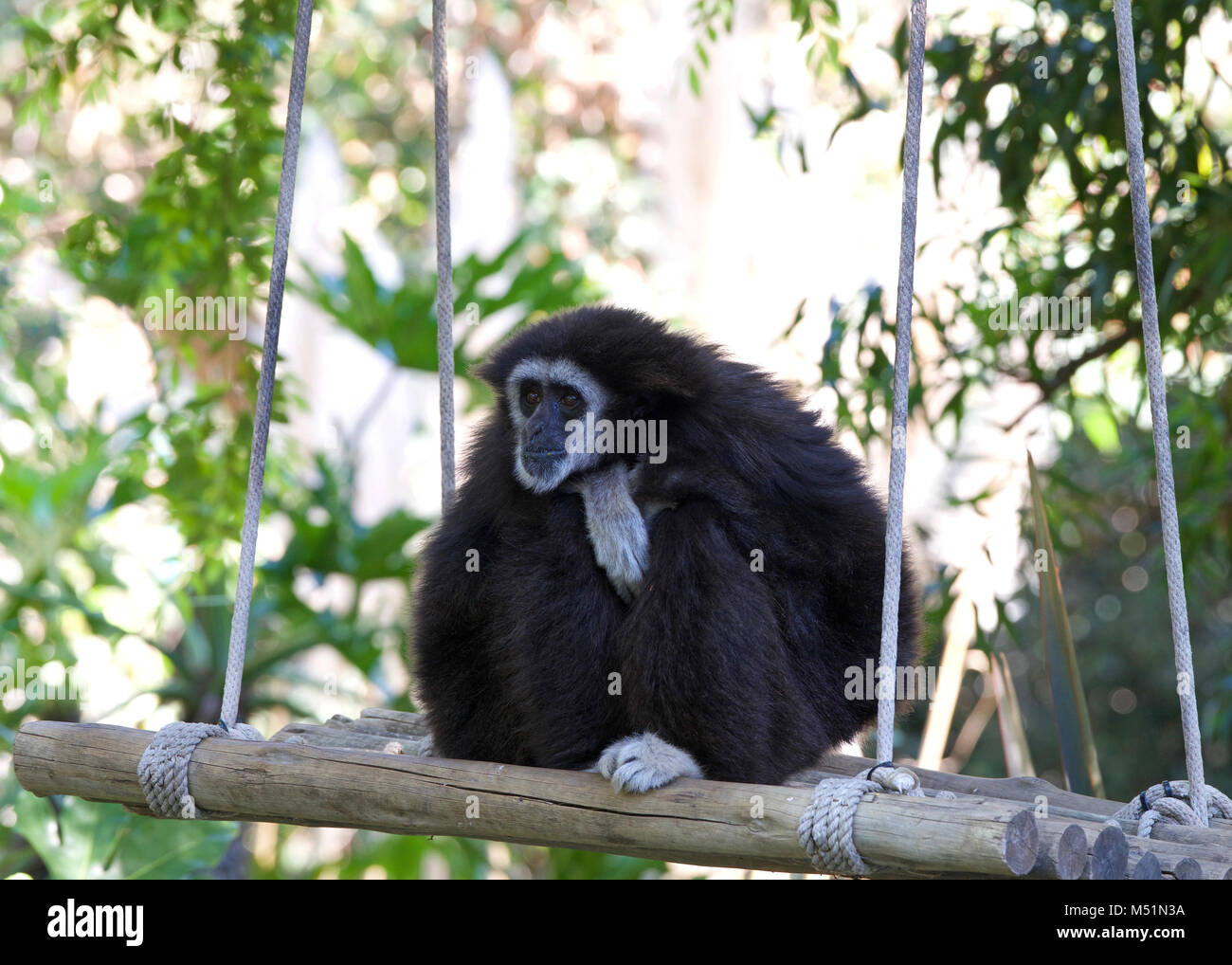 White handed Gibbon sitting in a tree swing relaxing. It is an endangered primate in the gibbon family, Hylobatidae. It is one of the better known gib Stock Photo