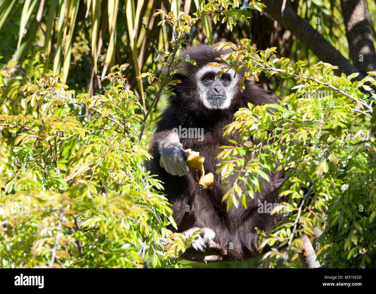 White handed Gibbon sitting in a tree eating a banana. It is an endangered primate in the gibbon family, Hylobatidae. It is one of the better known gi Stock Photo