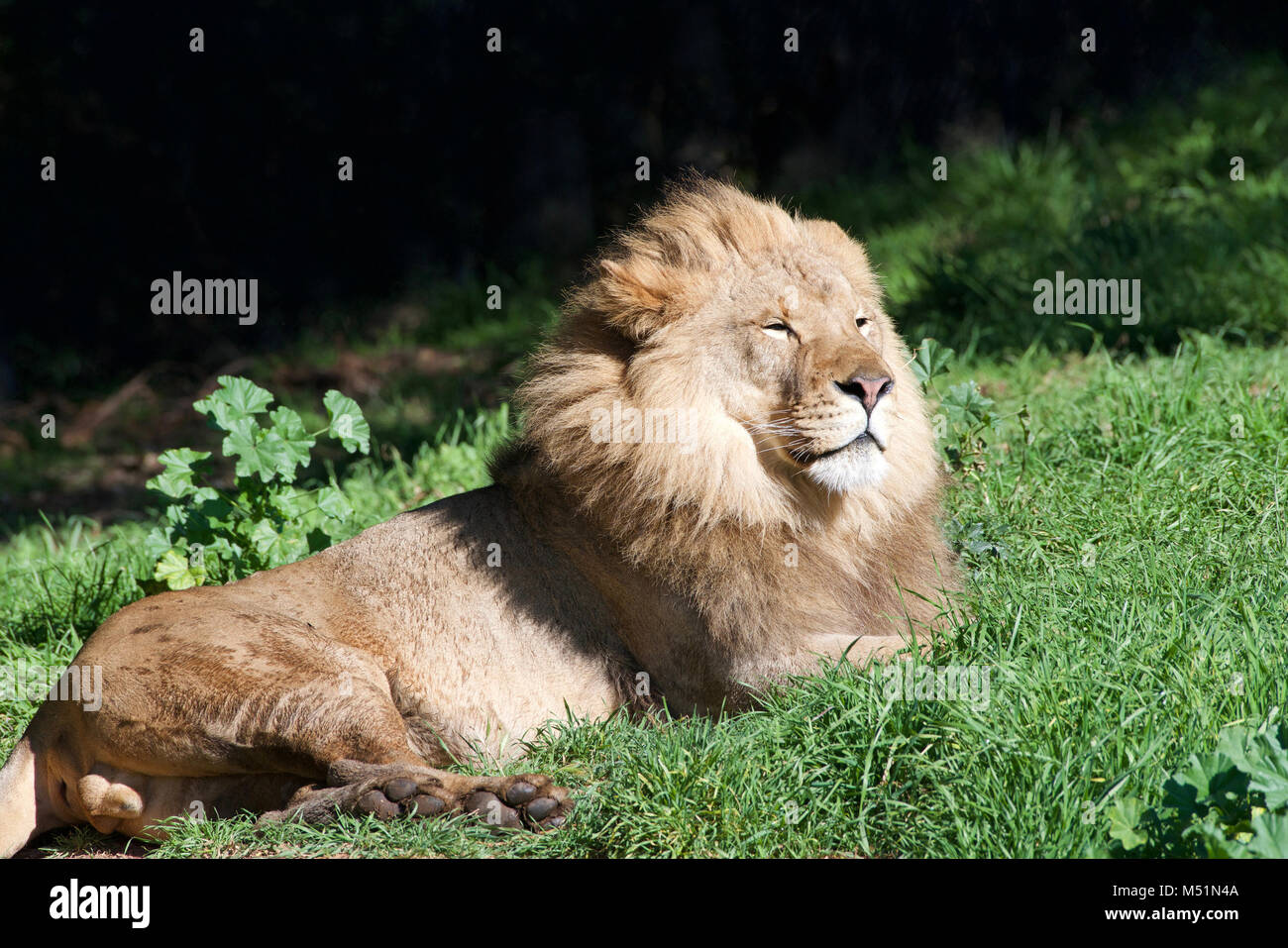 largest living cat species