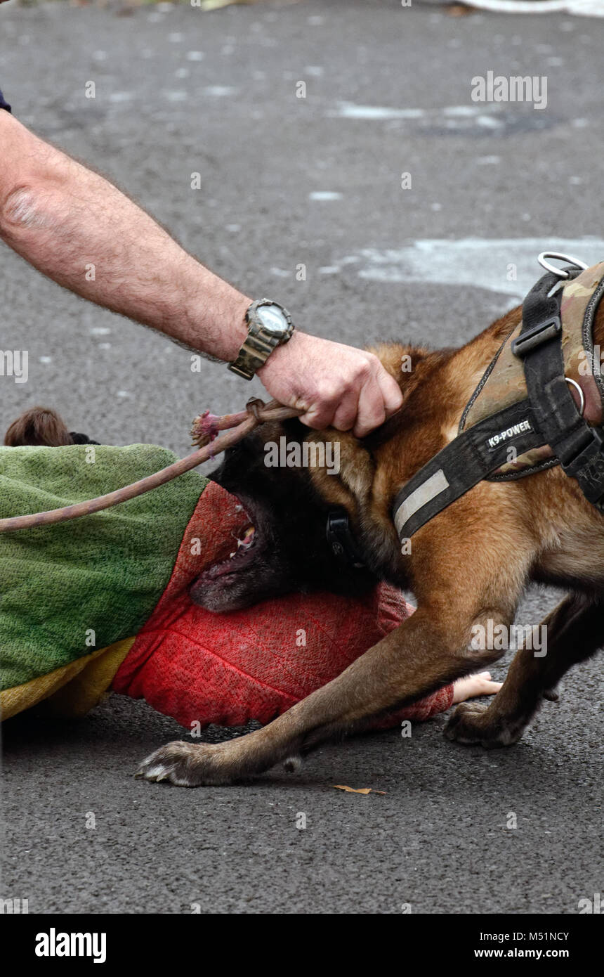French forces dog unit in La Reunion Stock Photo