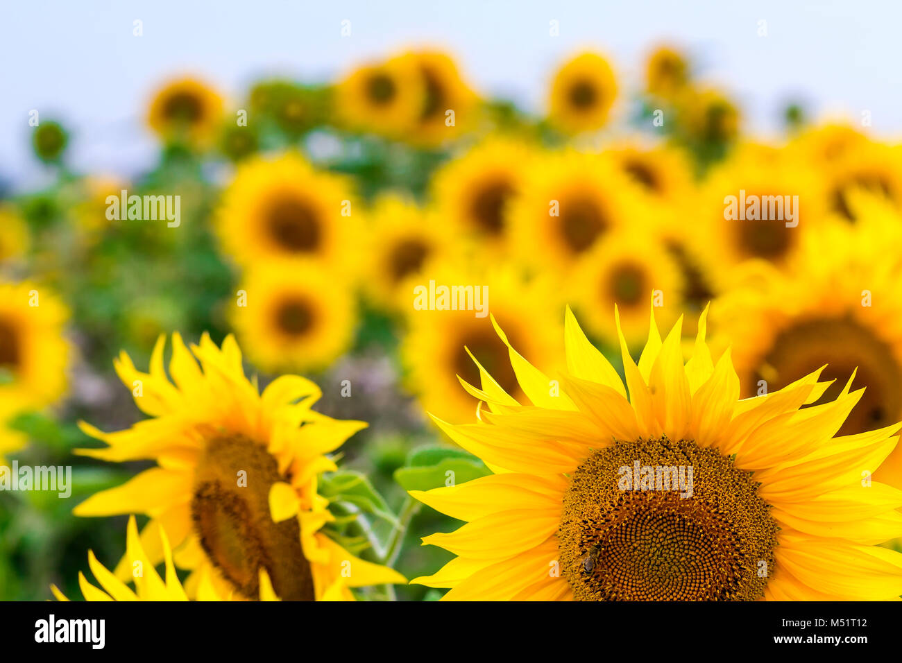 Yellow sunflowers in summer field close-up Stock Photo - Alamy