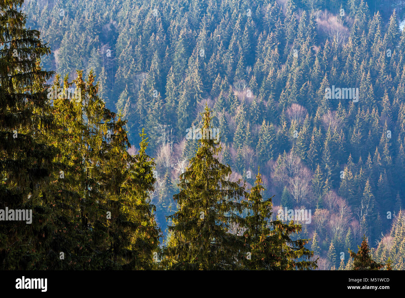 Pine trees in mountain forest Stock Photo - Alamy