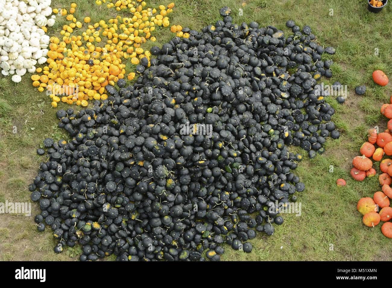 many pumpkins on a stack Stock Photo - Alamy