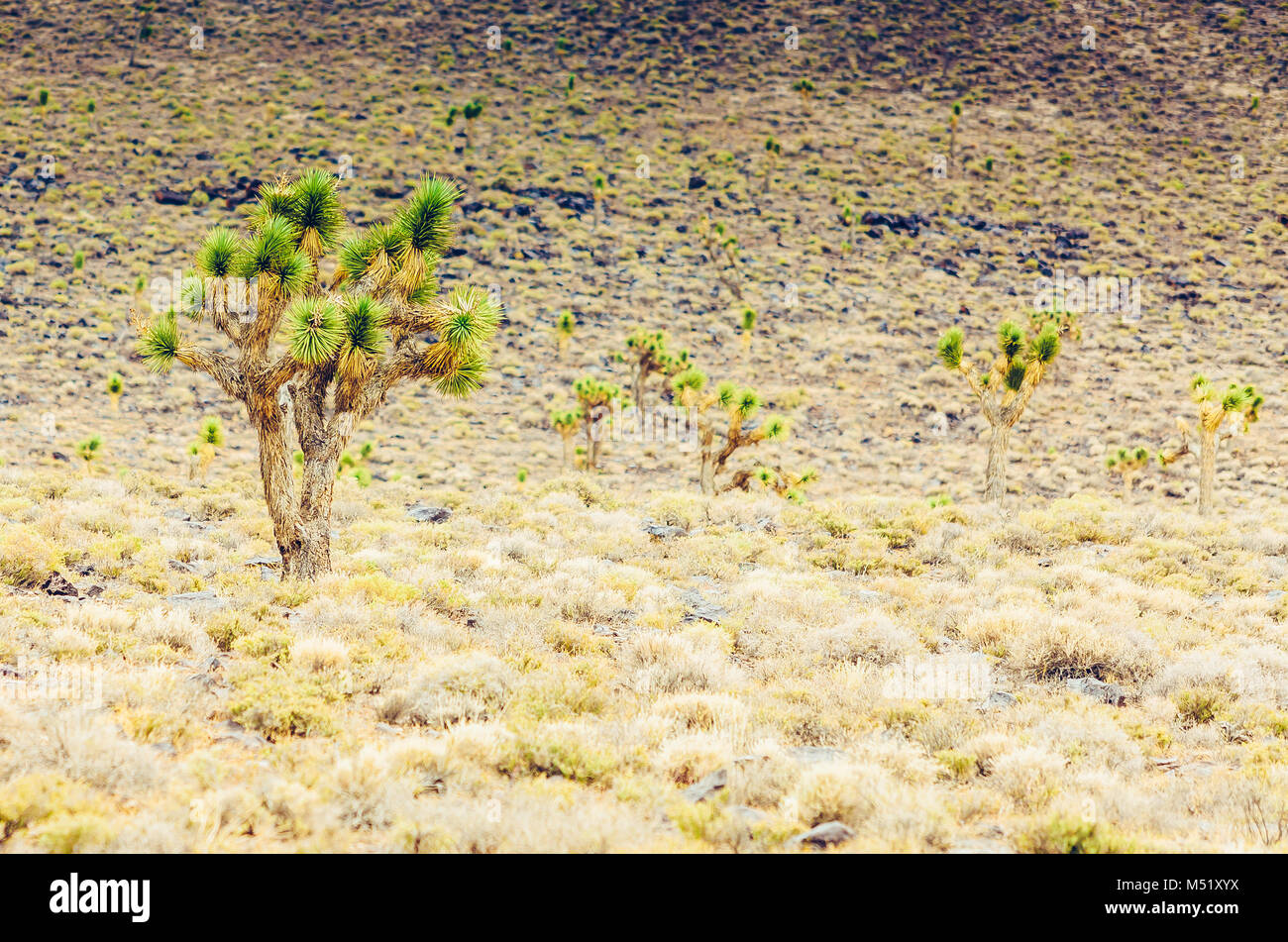 Cholla cactus and Saguaros cactus in Arizona desert landscape. Stock Photo