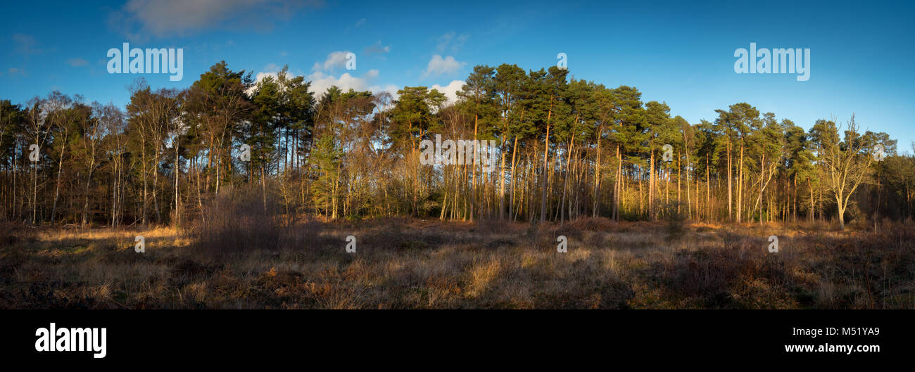 The Trees of Burnham Beeches in Winter Stock Photo