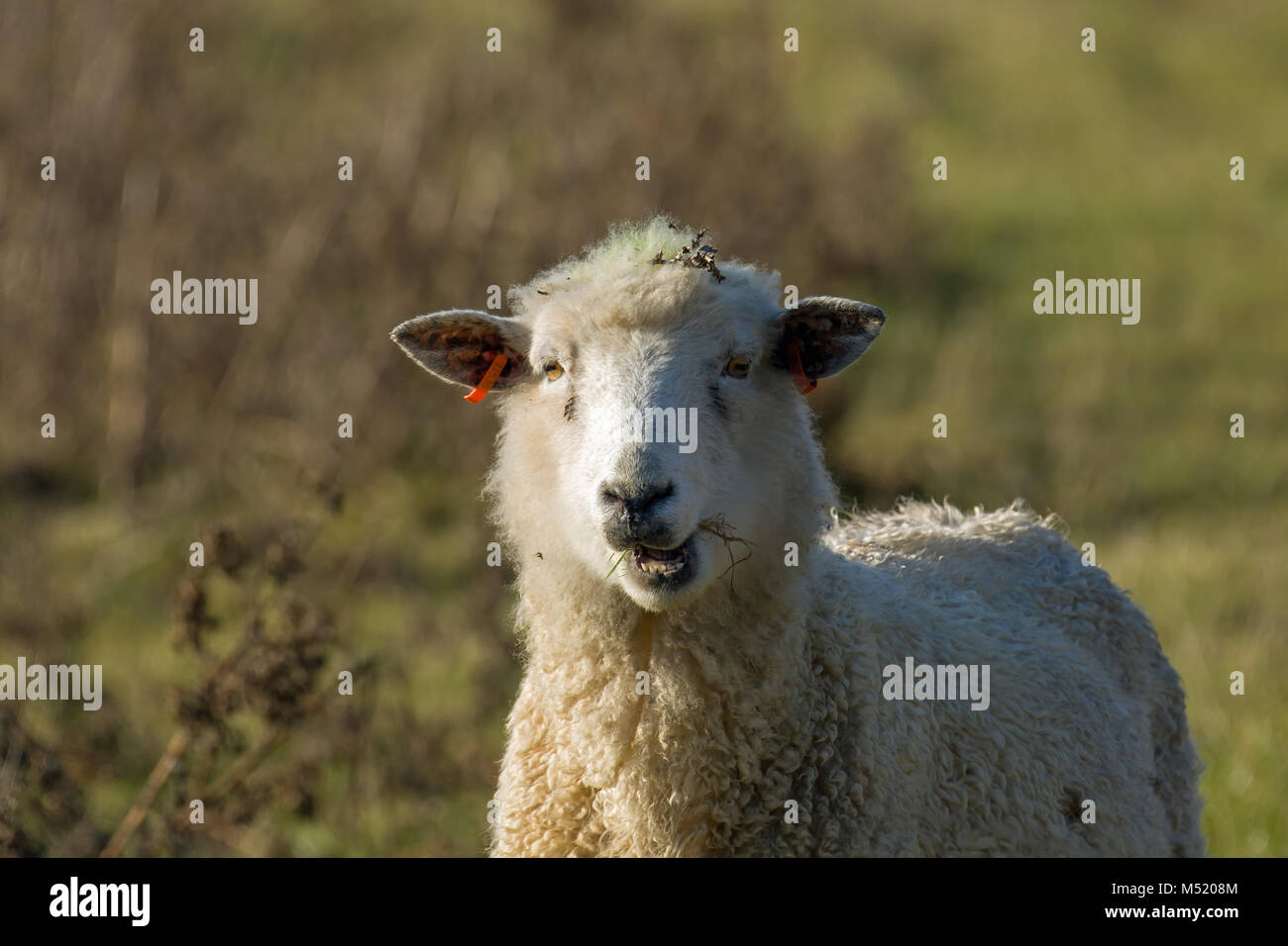 Sheep Chewing in Sunlight Stock Photo