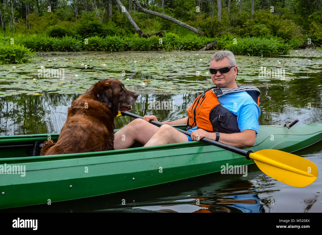 Silver Haired Fit Man And Elderly Chocolate Labrador Retriever