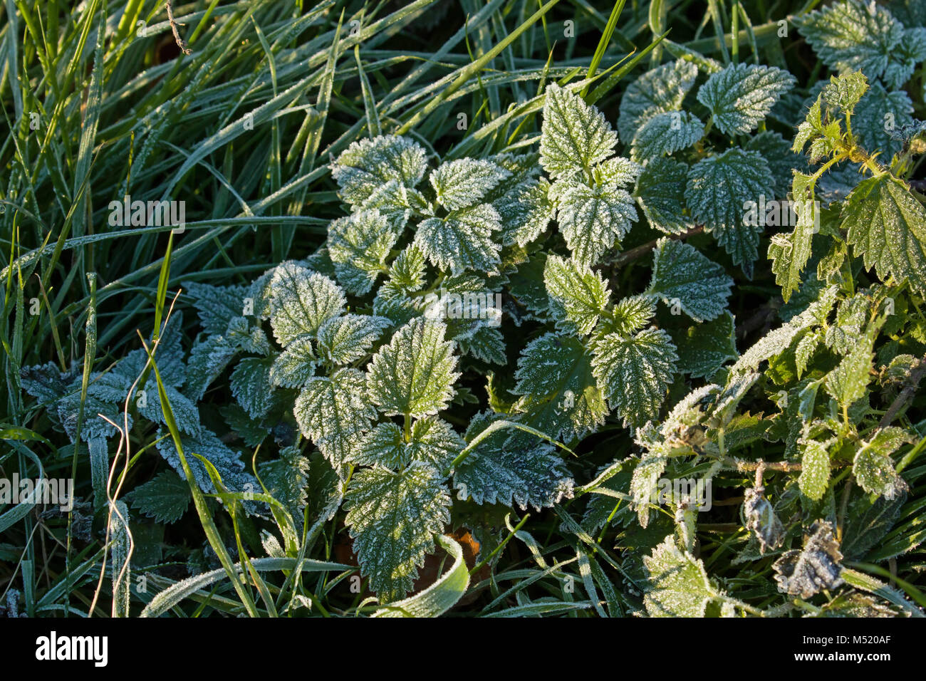 Stinging Nettles and Frost Stock Photo